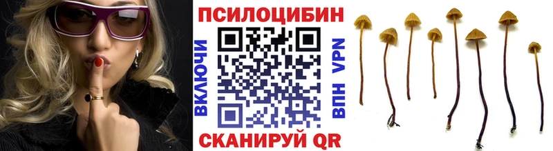 купить закладку  Кизляр  Галлюциногенные грибы мицелий 