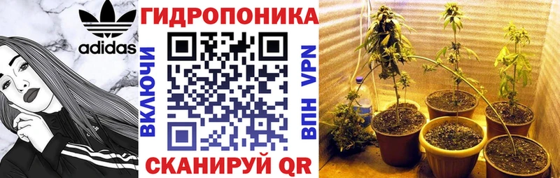 Конопля гибрид Кизляр